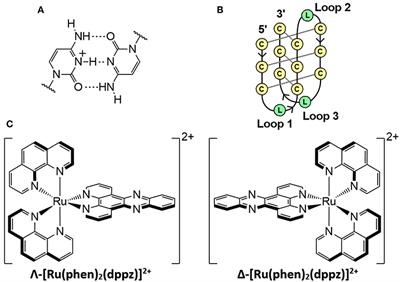 Stabilization of Long-Looped i-Motif DNA by Polypyridyl Ruthenium Complexes